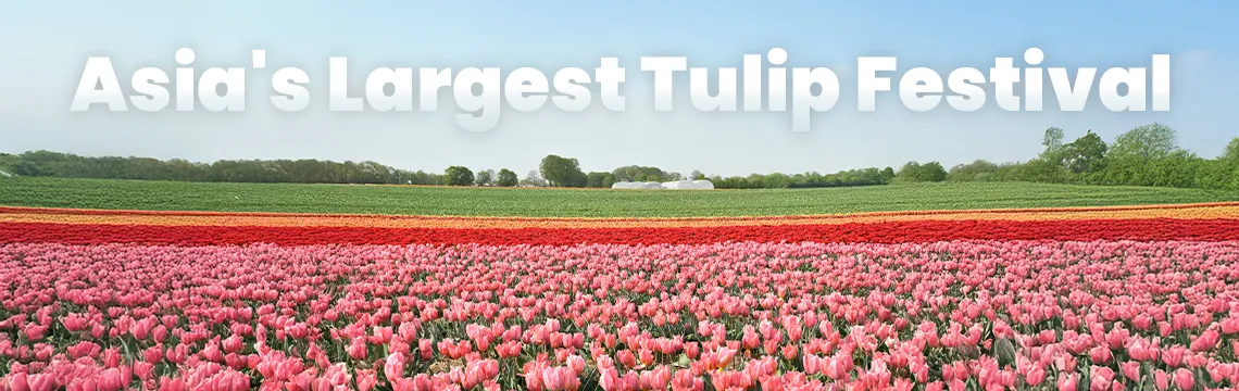 Tulip Festival