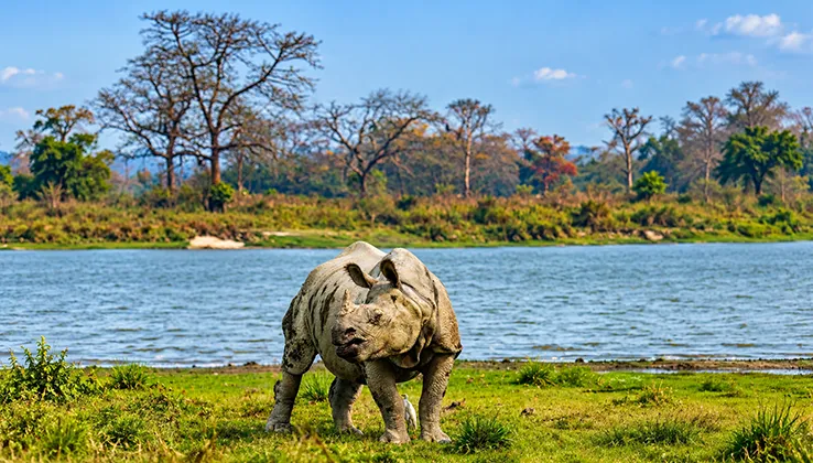 Into the wild kaziranga