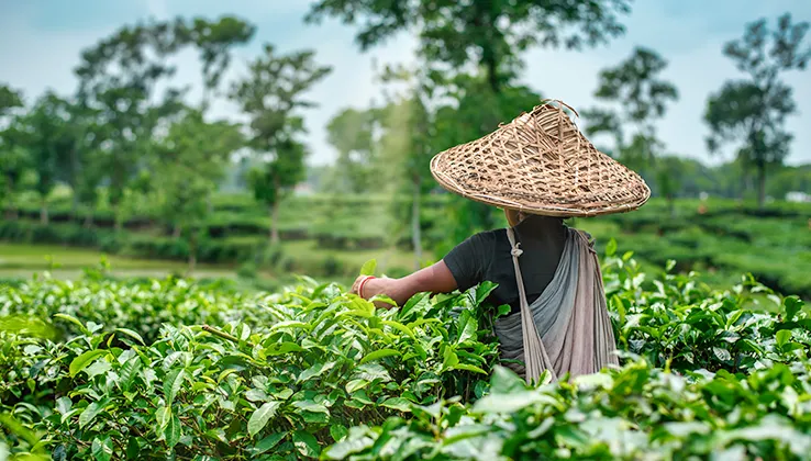 Tea Gardens in the Rain