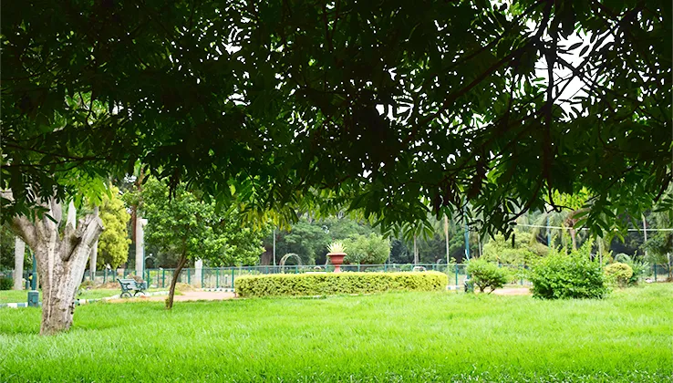 visit-bengaluru-s-blossoming-parks-in-spring