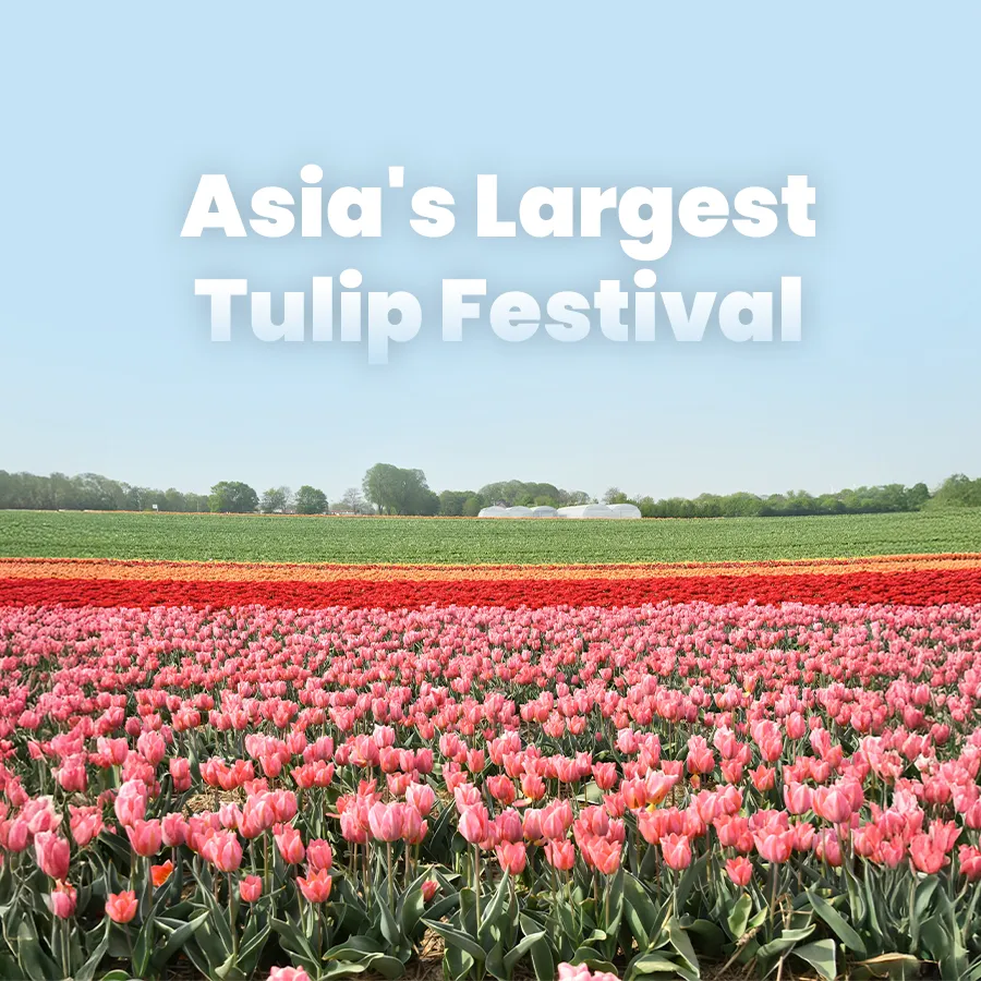 Tulip Festival